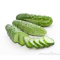Cucumber