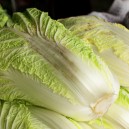 Chinese Cabbage