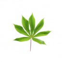 Cassava Leaf