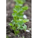 Ground Celery