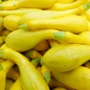 Squash