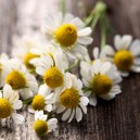 Chamomile