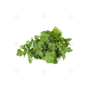 Cilantro