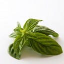 Basil