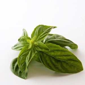 Basil