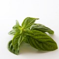 Basil