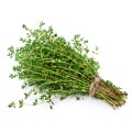Thyme