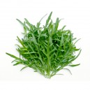 Arugula