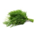 Dill
